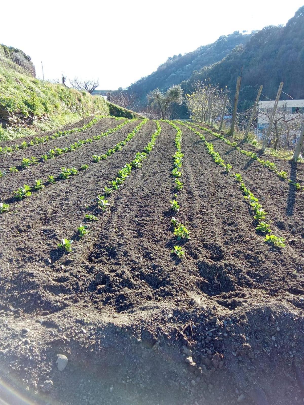 Agriturismo Cele Celle Ligure Ngoại thất bức ảnh