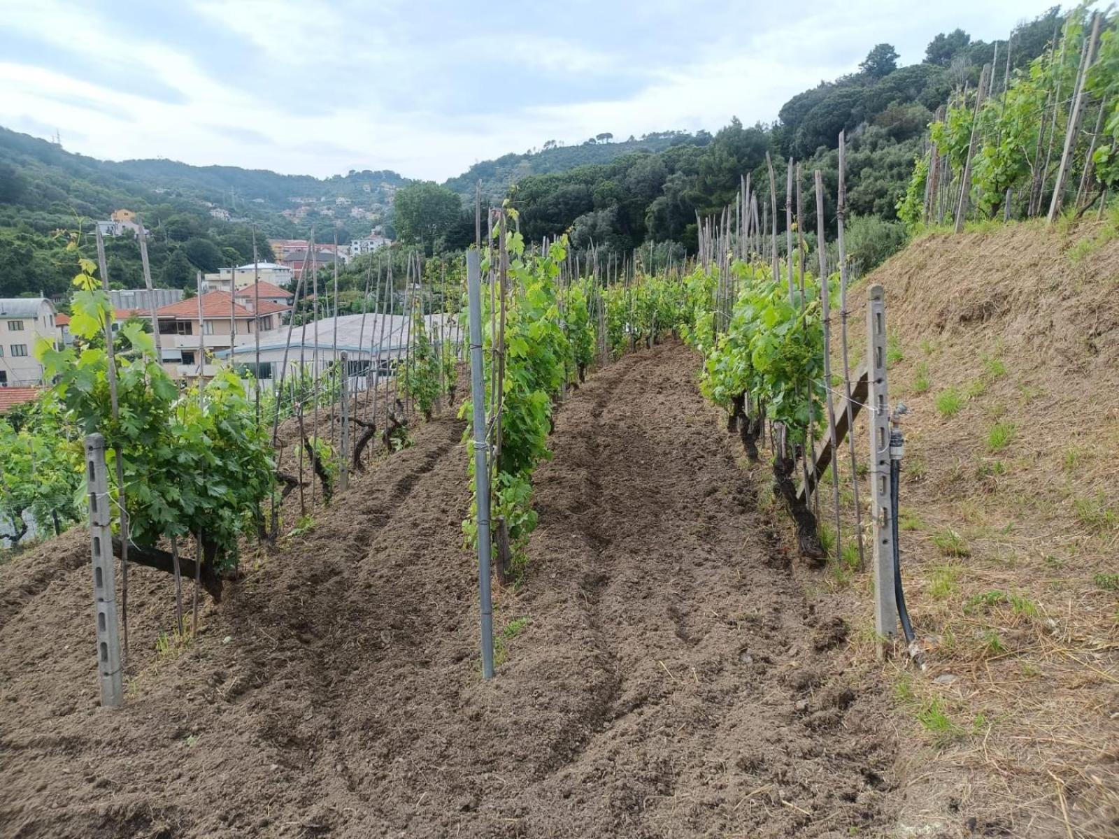 Agriturismo Cele Celle Ligure Ngoại thất bức ảnh
