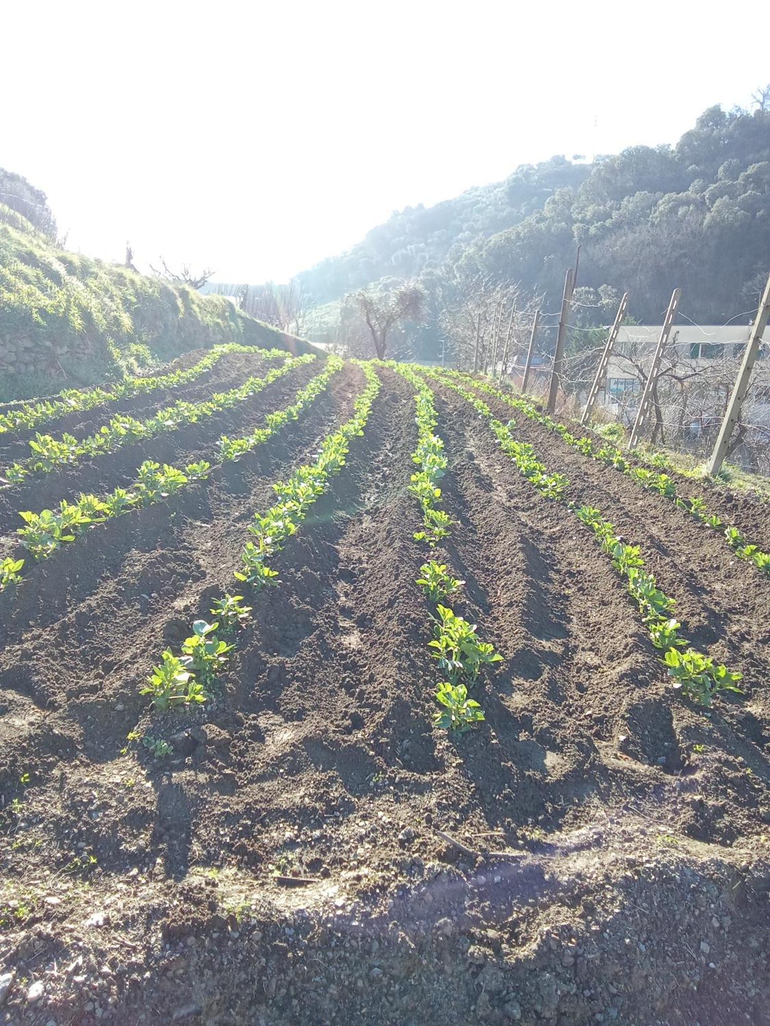 Agriturismo Cele Celle Ligure Ngoại thất bức ảnh